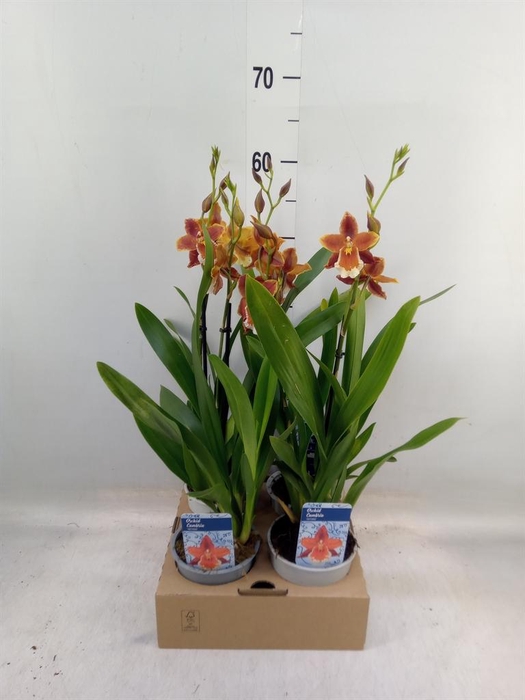 <h4>xColmanara   ...</h4>