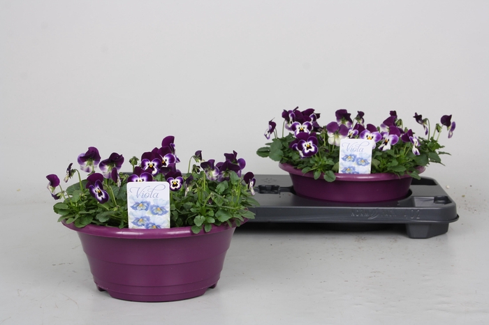 <h4>Vio Co Pp Viol & Wh</h4>