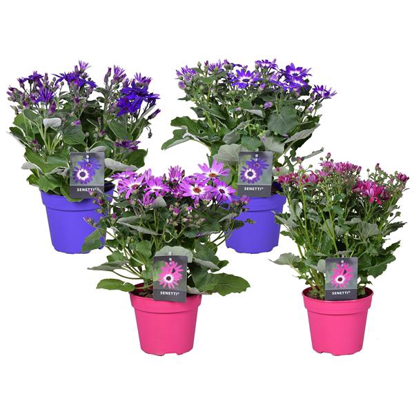 <h4>Senetti mix (Pericallis Cruentus)</h4>