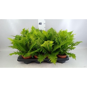 Blechnum gibbum 'Silver Lady'