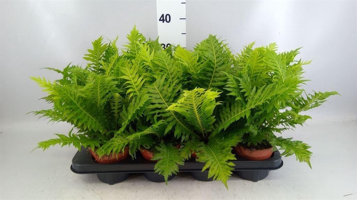 <h4>Blechnum gibbum 'Silver Lady'</h4>
