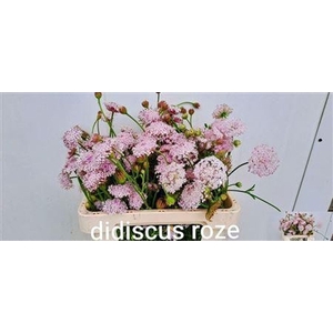 OVERIG SNIJBLOEMEN SNIJBLOEMEN OV