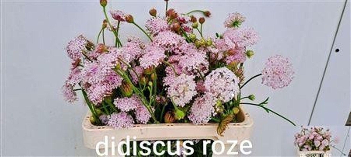 <h4>OVERIG SNIJBLOEMEN SNIJBLOEMEN OV</h4>