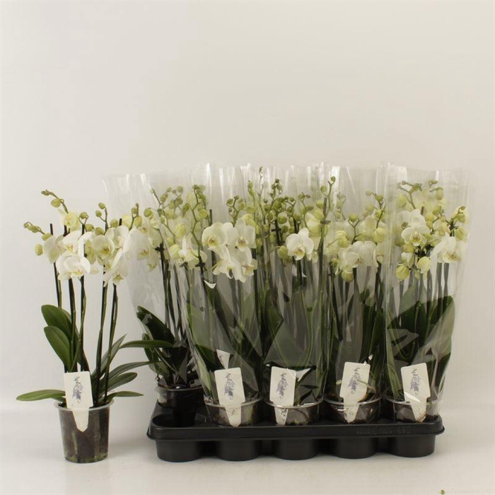 <h4>PHAL AN INVERNESS</h4>