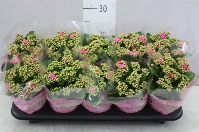<h4>Kalanchoe Rosalina Roze</h4>