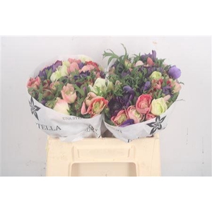 Anemone Levante Mixed In Bunch