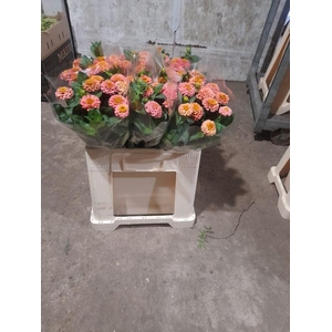 ZINNIA ELEGANS#
