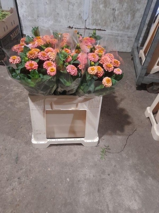 <h4>ZINNIA ELEGANS#</h4>