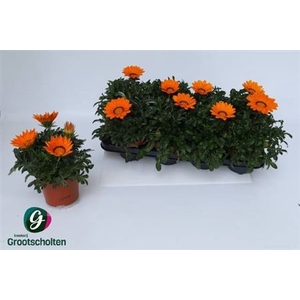 Gazania 'Kiss Orange'
