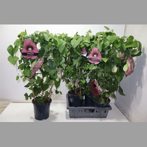Aristol Macrophylla