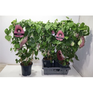 arr8 Aristol Macrophylla