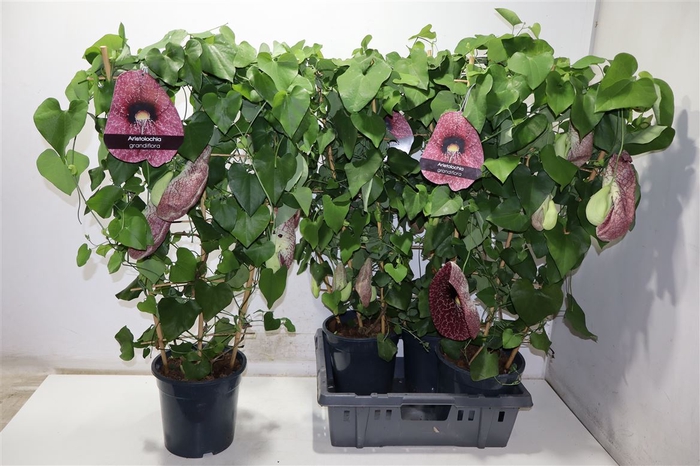 <h4>arr8 Aristol Macrophylla</h4>