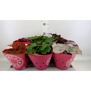 Begonia BD 'Beleaf'   ...mix