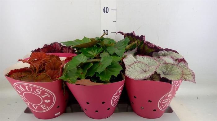 <h4>Begonia BD 'Beleaf' ...mix</h4>