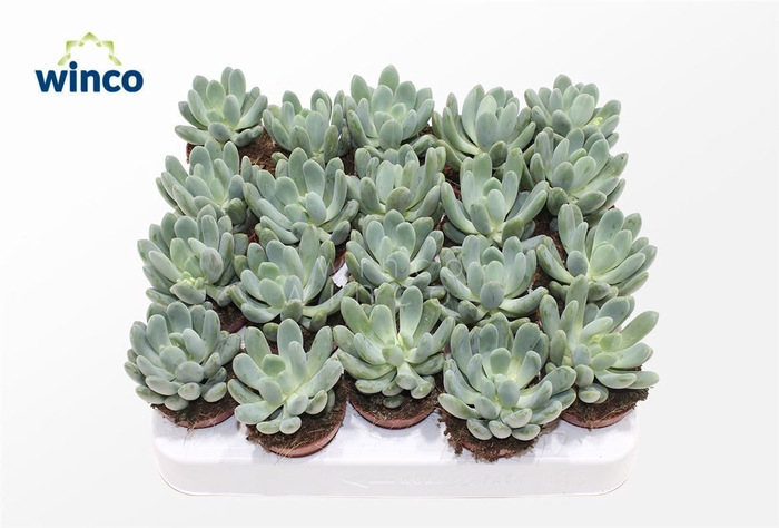 <h4>Echeveria Elegance</h4>