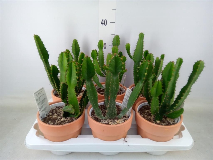 <h4>Euphorbia ...</h4>