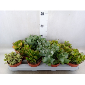 Crassula   ...mix