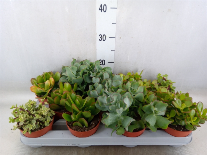 <h4>Crassula   ...mix</h4>