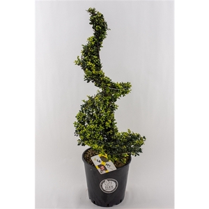 Ilex crenata Dark Green, P30, Spiraal 90-100cm, met Metal Frame