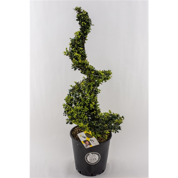 <h4>Ilex crenata Dark Green, P30, Spiraal 90-100cm, met Metal Frame</h4>