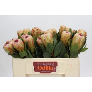 Protea Grandicolor