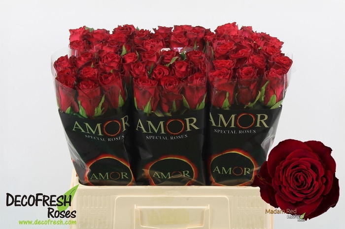 <h4>ROSA GR 'MADAM RED'</h4>