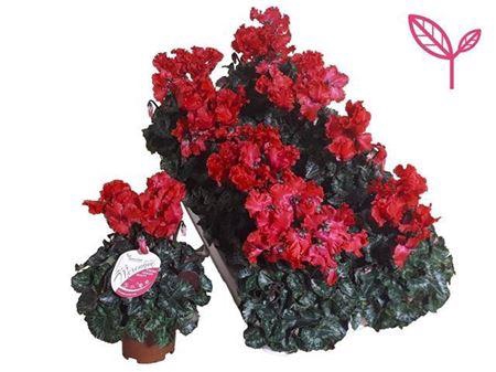 arr8 Cycl Md Sup Merengue Red