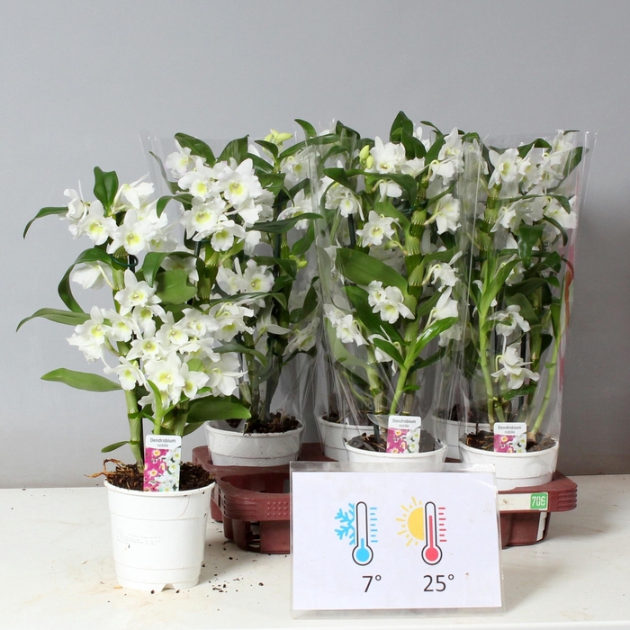 <h4>DENDR N SC APOLLON</h4>