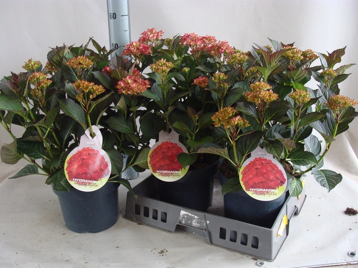 <h4>Hydrangea mac.   ...</h4>