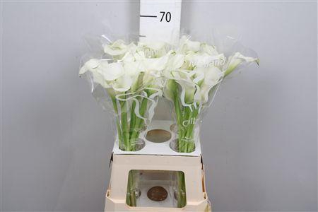 <h4>Zant Capt Ventura</h4>