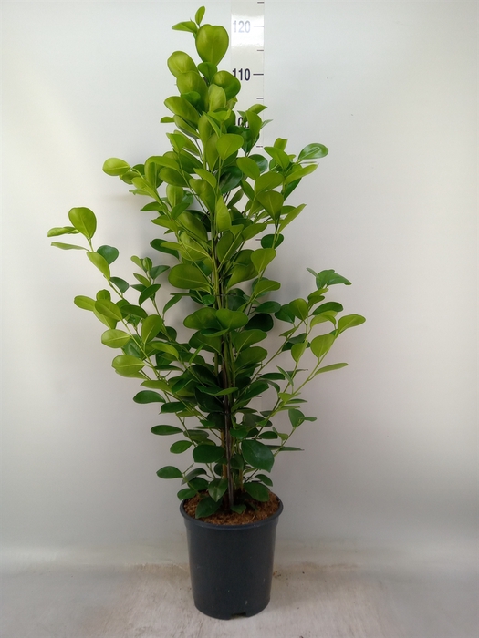 <h4>Ficus microcarpa 'Moclame'</h4>