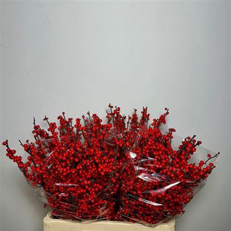 <h4>Ilex Ve Rode Bes</h4>