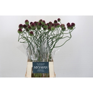 ALLIUM DANCING TANCHO