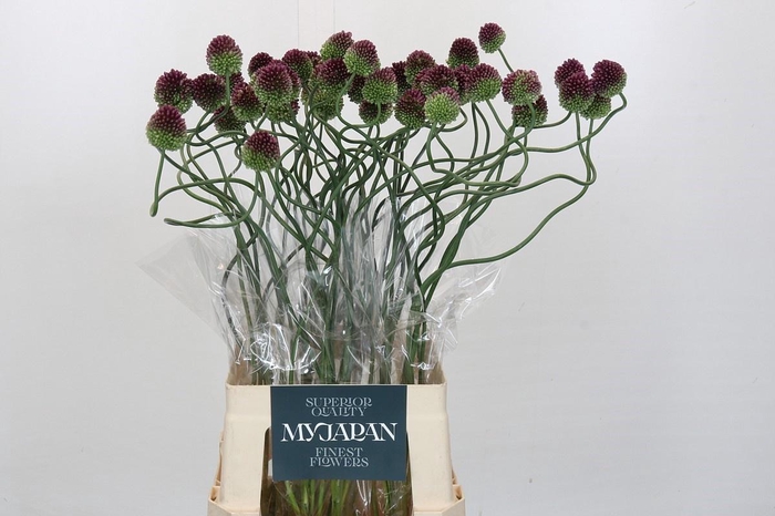 <h4>ALLIUM DANCING TANCHO</h4>