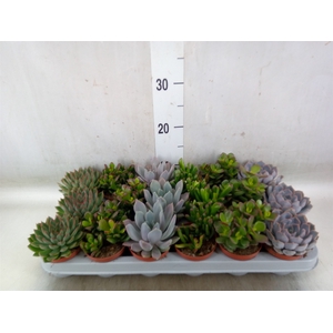 Succulents   ...