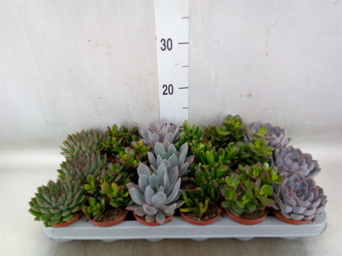 <h4>Succulents   ...</h4>
