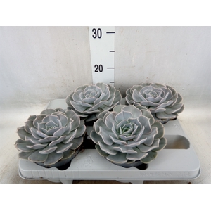 Echeveria  'Pollux'