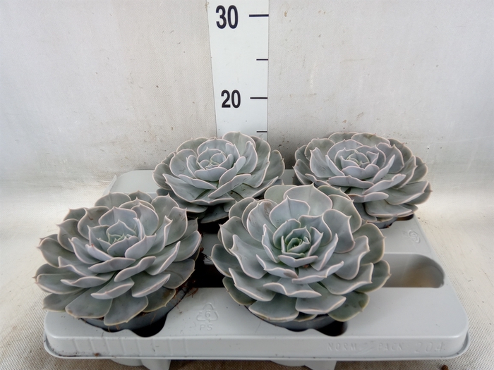 <h4>Echeveria  'Pollux'</h4>