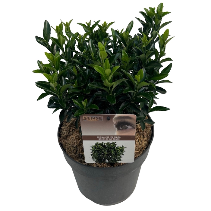 Euonymus jap. 'Green Spire' (Jean Hugues) sense C5