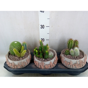 Cactus   ...