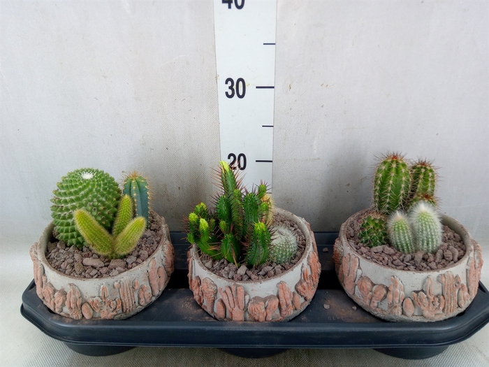 <h4>Cactus   ...</h4>