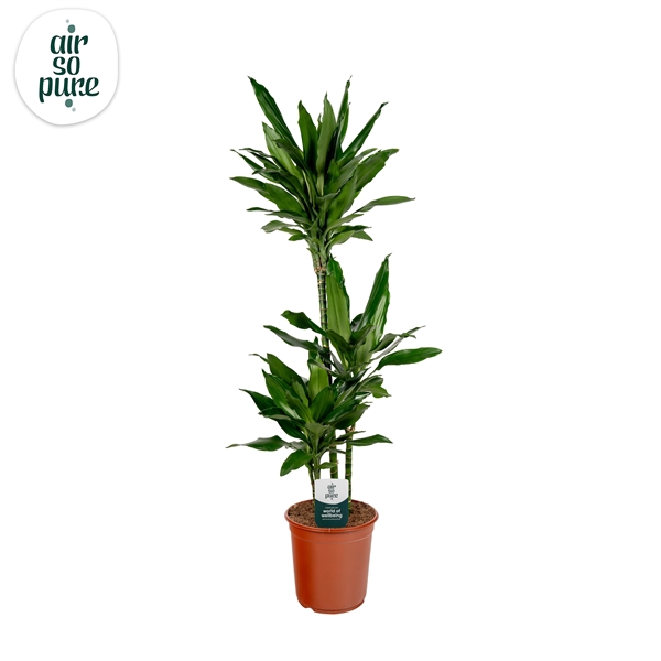 <h4>Dracaena Janet Lind p24, 75+30+10 (Air so Pure)</h4>