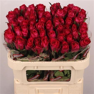 R Gr Madam Cerise