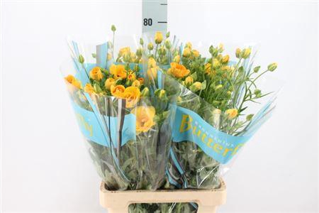 Ranunculus Butterfly Dione 70cm