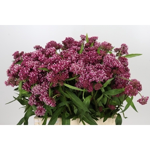 Asclepias Incarnata Rosario