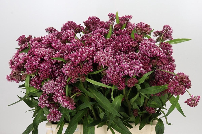 <h4>Asclepias Incarnata Rosario</h4>