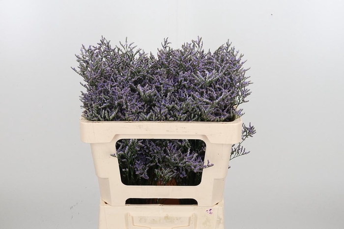 <h4>Lim Ov Skylight</h4>