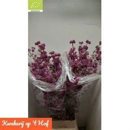 <h4>Callicarpa Bod Profu</h4>