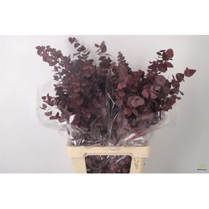 STABI STUARTIANA LILAC PER BUNCH