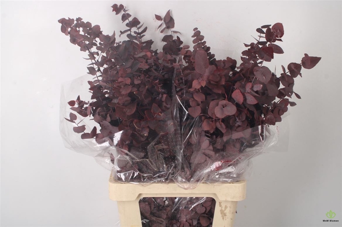 <h4>STABI STUARTIANA LILAC PER BUNCH</h4>